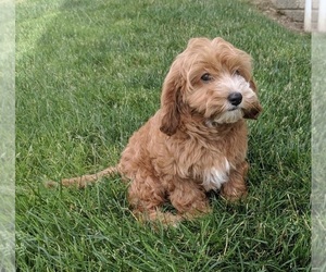 Cavapoo Puppy for sale in FREDERICKSBURG, OH, USA