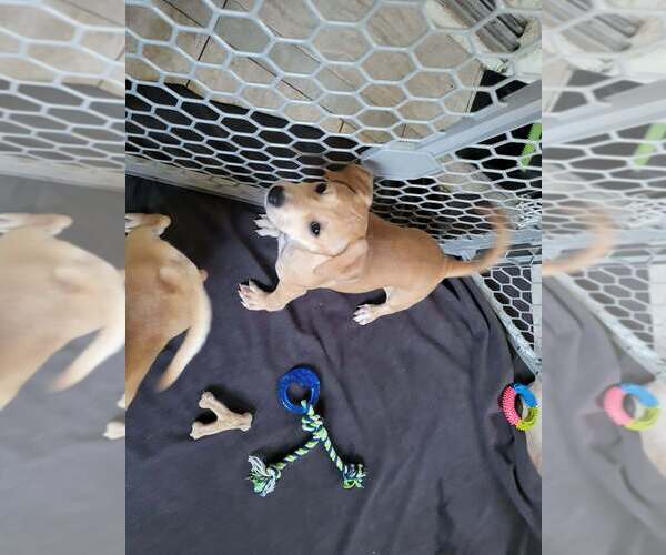 Medium Photo #2 Black Mouth Cur-Unknown Mix Puppy For Sale in oakland, FL, USA