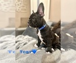 Small #1 French Bulldog