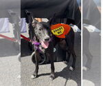 Small #1 Mutt