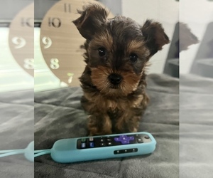 Medium -Yorkshire Terrier Mix