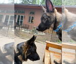 Small #7 German Shepherd Dog