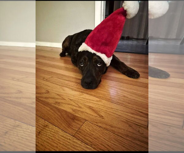 Medium Photo #2 Rottweiler-Unknown Mix Puppy For Sale in Hillsboro, NH, USA