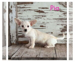 Chiweenie Dogs for adoption in Rockaway, NJ, USA