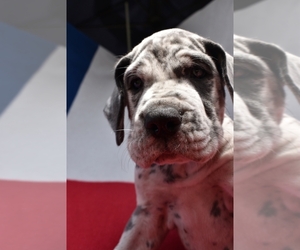 Great Dane Puppy for sale in ALVARADO, TX, USA