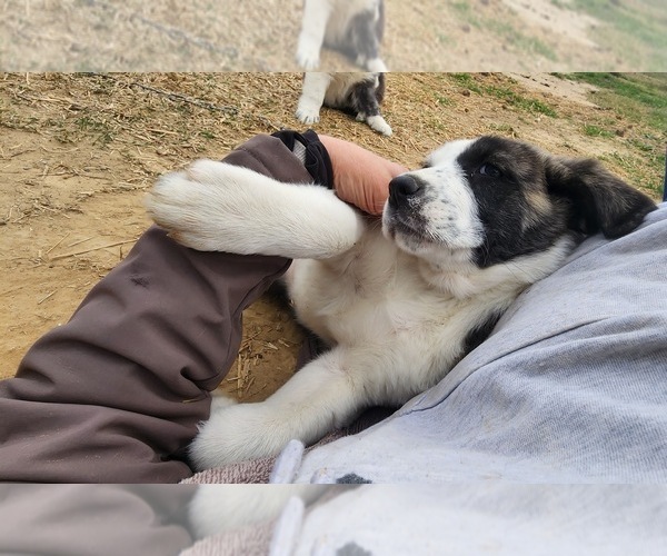 Medium Photo #23 Anatolian Shepherd Puppy For Sale in CUMBY, TX, USA
