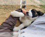 Small #22 Anatolian Shepherd