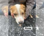 Sleepy (13wo, 20lbs) - Male Mutt Dog for Adoption - Small photo