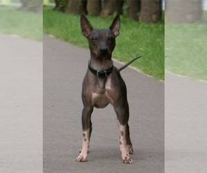 Father of the American Hairless Terrier puppies born on 05/28/2026