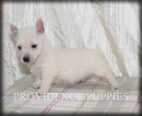 Small #8 West Highland White Terrier