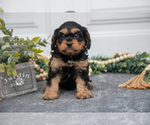 Puppy Falcon Cavapoo