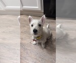Small West Highland White Terrier
