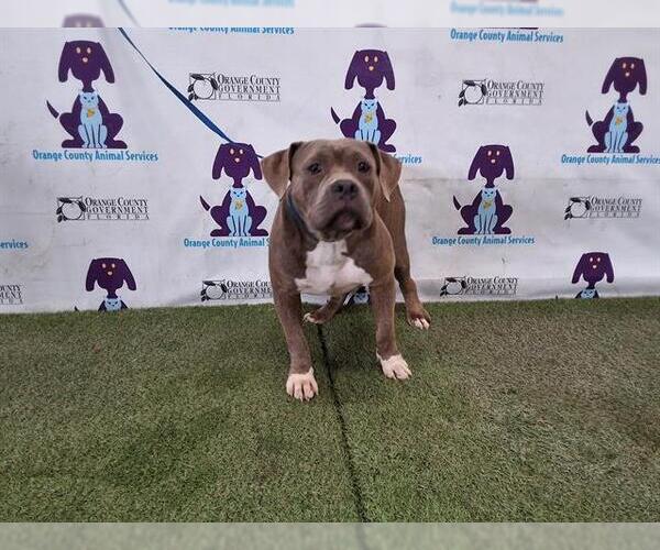 Medium Photo #1 Bullypit Puppy For Sale in Orlando, FL, USA