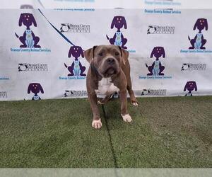 Bullypit Dogs for adoption in Orlando, FL, USA
