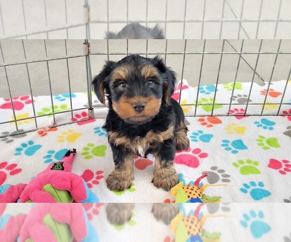 Medium Photo #9 Yorkshire Terrier Puppy For Sale in ORO VALLEY, AZ, USA