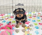Small #8 Yorkshire Terrier