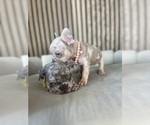 Small #6 French Bulldog