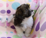 Small Photo #5 Shih-Poo Puppy For Sale in BAY VIEW, WI, USA