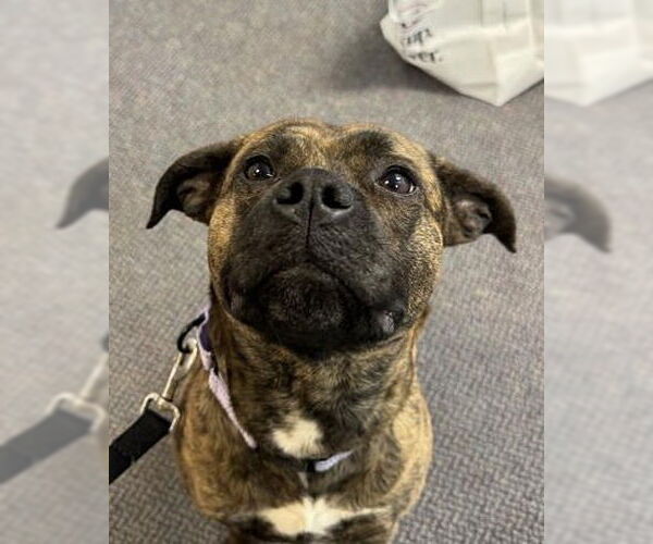 Medium Photo #2 Mutt Puppy For Sale in Gloversville, NY, USA