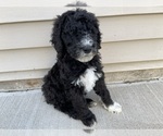 Small Photo #9 Labradoodle Puppy For Sale in LIBERTY, IL, USA