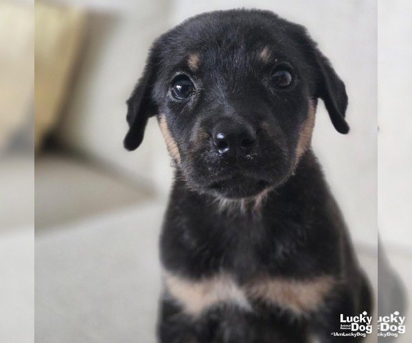 Medium Photo #1 Labrador Retriever-Unknown Mix Puppy For Sale in Washington, DC, USA