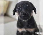 China - Female Labrador Retriever-Unknown Mix Dog for Adoption - Small photo