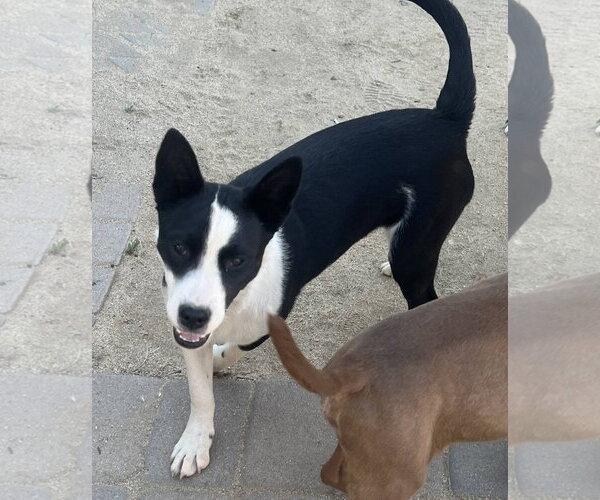Medium Photo #1 Border Collie-Unknown Mix Puppy For Sale in Paso Robles, CA, USA
