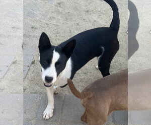 Border Collie-Unknown Mix Dogs for adoption in Paso Robles, CA, USA