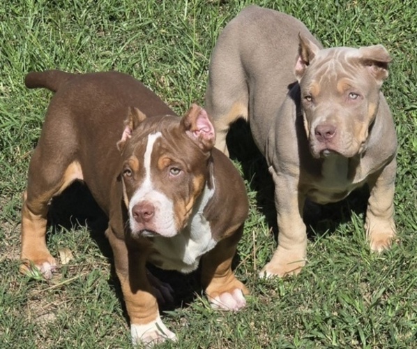 Medium Photo #5 American Bully Puppy For Sale in WALTERBORO, SC, USA