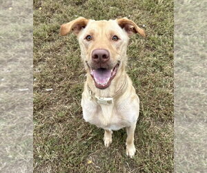 Chicken Nugget - Male Labrador Retriever Dog for Adoption - Photo #2