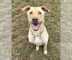 Small Photo #2 Labrador Retriever Puppy For Sale in Evansville, IN, USA