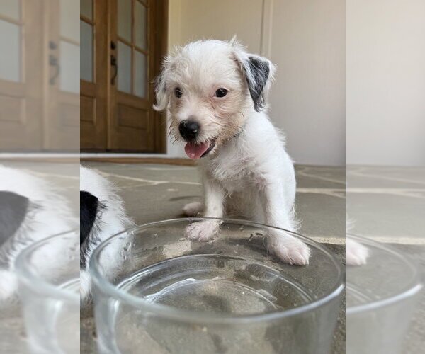 Medium Photo #12 Mutt Puppy For Sale in Raleigh, NC, USA