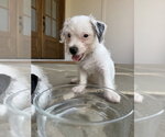 Small Photo #12 Mutt Puppy For Sale in Raleigh, NC, USA