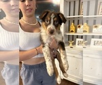 Small Photo #1 Australian Shepherd Puppy For Sale in BURLESON, TX, USA