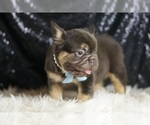 Small #3 French Bulldog