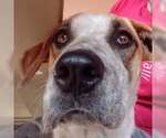 Small #1 Labrador Retriever Mix