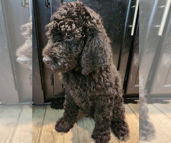 Medium Photo #12 Goldendoodle Puppy For Sale in KANSAS CITY, MO, USA