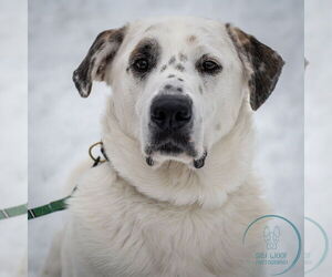 Neo - Male Great Pyrenees-Unknown Mix Dog for Adoption - Photo #7