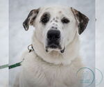 Small #6 Great Pyrenees Mix