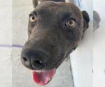 Small #1 Labrador Retriever Mix