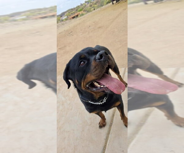 Medium Photo #3 Rottweiler Puppy For Sale in Gilbert, AZ, USA
