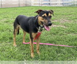 Small #1 Rottweiler-American Pit Bull Terrier