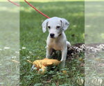Small Mutt