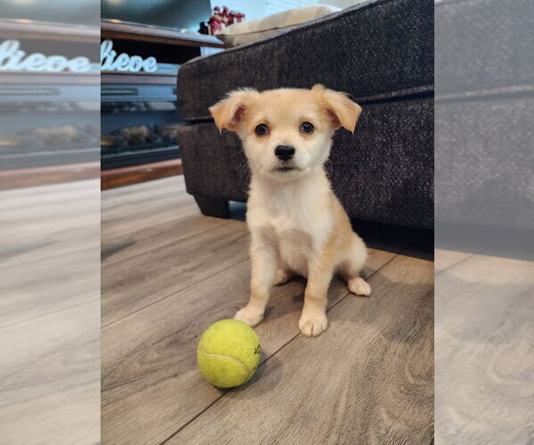 Medium Photo #2 Colonial Cocker Spaniel-Unknown Mix Puppy For Sale in San Diego, CA, USA