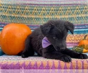 German Shepherd Dog Puppy for sale in LANCASTER, PA, USA