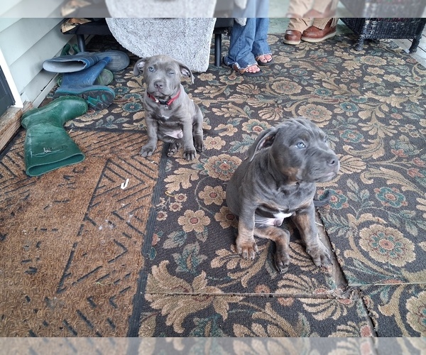 Medium Photo #9 American Pit Bull Terrier Puppy For Sale in WAUSAU, WI, USA