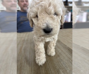 Poodle (Miniature) Puppy for sale in EAST AMHERST, NY, USA