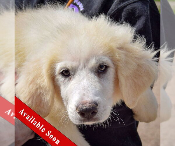 Medium Photo #1 Great Pyrenees Puppy For Sale in Huntley, IL, USA