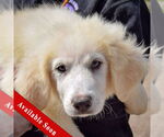 Small Great Pyrenees