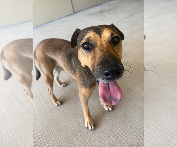 Medium Photo #1 Black Mouth Cur-Unknown Mix Puppy For Sale in MIDWAY, UT, USA